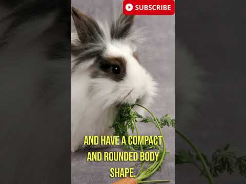 , title : 'Lionhead Rabbit #youtubeshorts #shortvideo #shots'