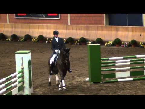 First Selection Stallion Show Wickrath 2015