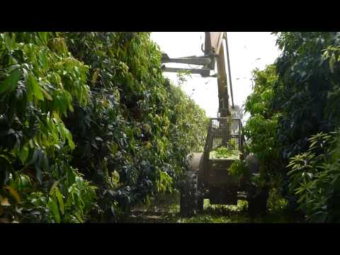 Mango Pruning Technologies,  Israel – August 2015