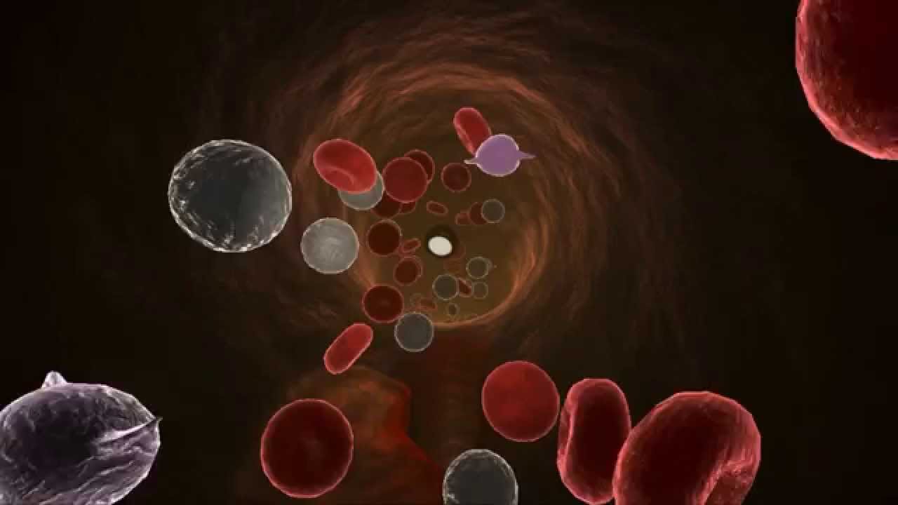 Inside The Human Body - Official Trailer