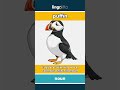 puffin - a small seabird with a... video thumbnail