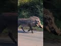 Monster Pumba Warthog Beast Incoming