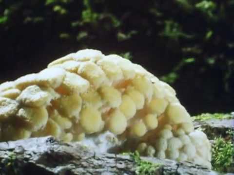 Gëinst - Canopée [Accents Record - VA002]  (Exclusive Upload CDT)