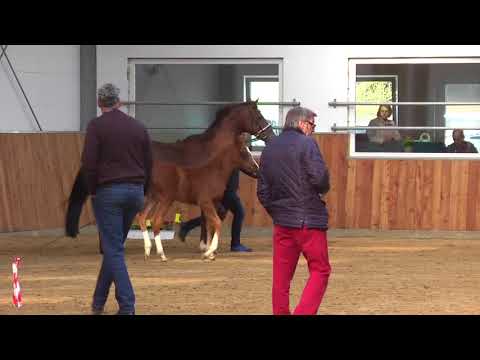 17 Stutfohlen v. Floriscount