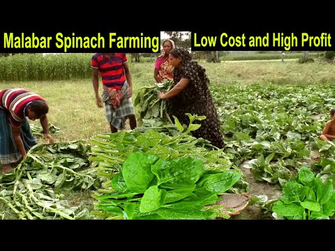 Malabar Spinach Farming Low Cost - How to Start a Business Vine Spinach Farm - Vegetable Farming
