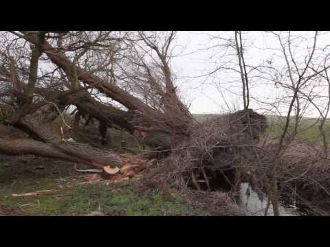 Sprængning af træ på Hestelygaard