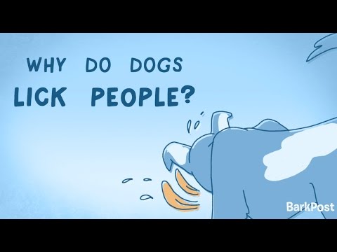 YouTube video about: Why do dogs lick your tears?