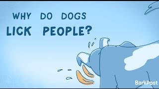 Why Do Dogs Lick People? | INSIDE A DOG