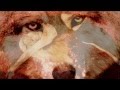 A Wolves Eye....