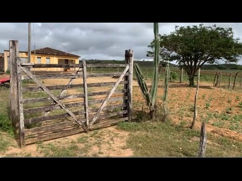VAMOS VER COMO FICOU depois da chuva! Adustina, Sertão baiano.