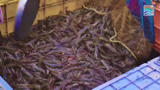 Success Story of Women Fish/Shrimp Farmer at District Sirsa
