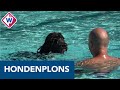 Hondenplons in Alphen: 'Ze vindt zwemmen veel te leuk' - OMROEP WEST