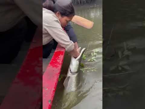 Giant Alligator Gar Grabs Her Hand in River Mouth Channel