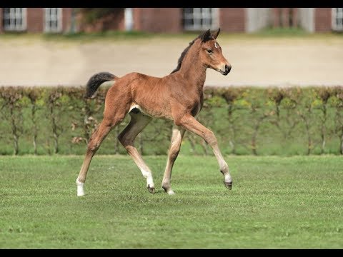 Nr. 24 | Hengstfohlen v. Van Gogh - Casalito