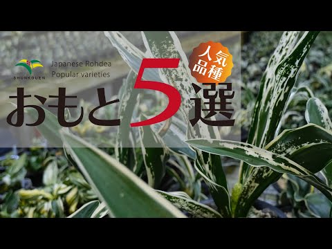 モニミア科 - 定義