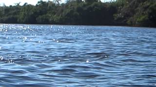 preview picture of video 'Orange River FL Manatees'