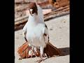Pigeon ️‍ Attitude Status ️‍ Shorts Tiktok Viral Trending Shortvideo