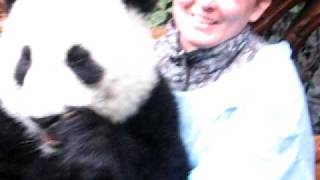 preview picture of video 'Chengdu Panda Research Base (Dec 2007)'