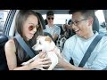 UBER Driver Surprises Passengers With ADOPTED PUPPIES