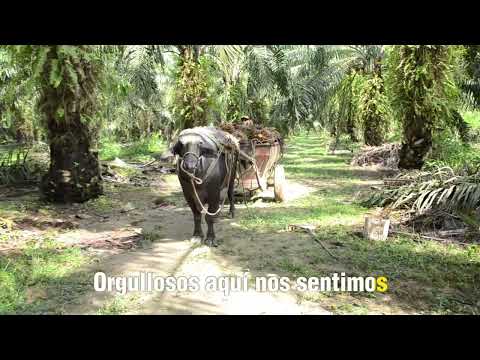 Himno del Municipio de San Alberto Cesar 