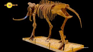 Burdur Doğa Tarihi Müzesi Belgesel