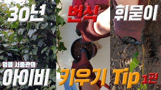 아이비 키우기