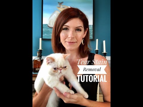 Removing Cat Tear Stains - A Tutorial (Using the Eye Envy Kit)