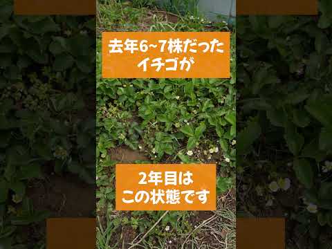 一度植えると数年連続で収穫できますか?さて、多年草野菜にズームイン！  庭園