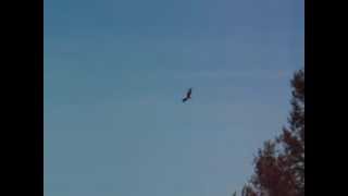 preview picture of video 'American Bald Eagle over Lake Singletary in Sutton Massachusetts.'