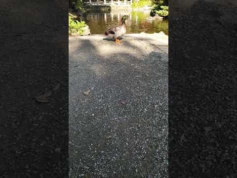 アヒルと野生のアヒルの好きな食べ物は何ですか?どれを避けるべきでしょうか?  庭園