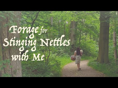 Slow Living Special Feature: Foraging for Nettle
