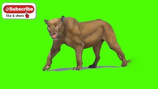 Download lagu Female Lion Green Screen Animation || walk & Run || Green Screen Singa Betina mp3