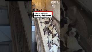 Spasavanje 84 psa iz kuće pune izmeta | BBC News na srpskom