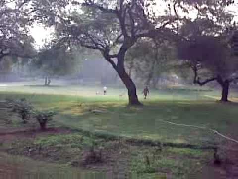 Who walked the dogs out