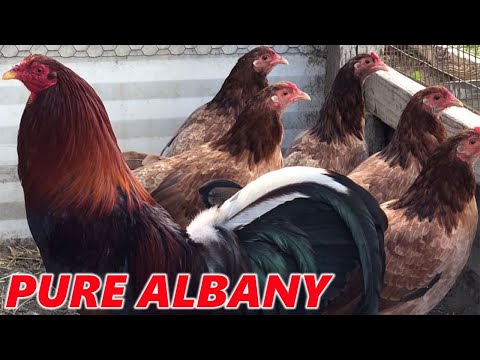 Pure Albany Chocolate Grey !! Grey Rock Farm | Farm Visit Beautiful Birds