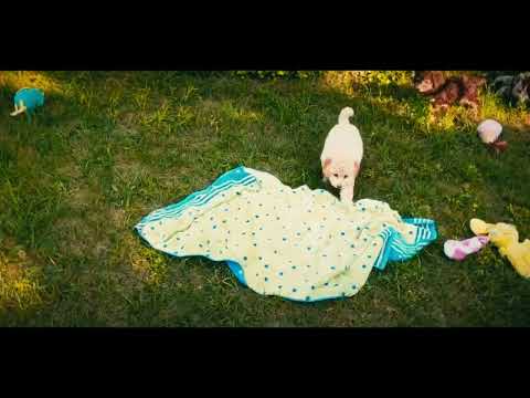 Cavapoo Welpe kaufen