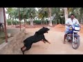 Dog Chasing Attack Funny Scary Moments Part 4