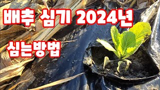 배추심기 배추 심는방법 등 상세히 괴산절임배추 가을배추 김장배추 [배추재배방법]