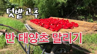 텃밭고추 반 태양초 말리기