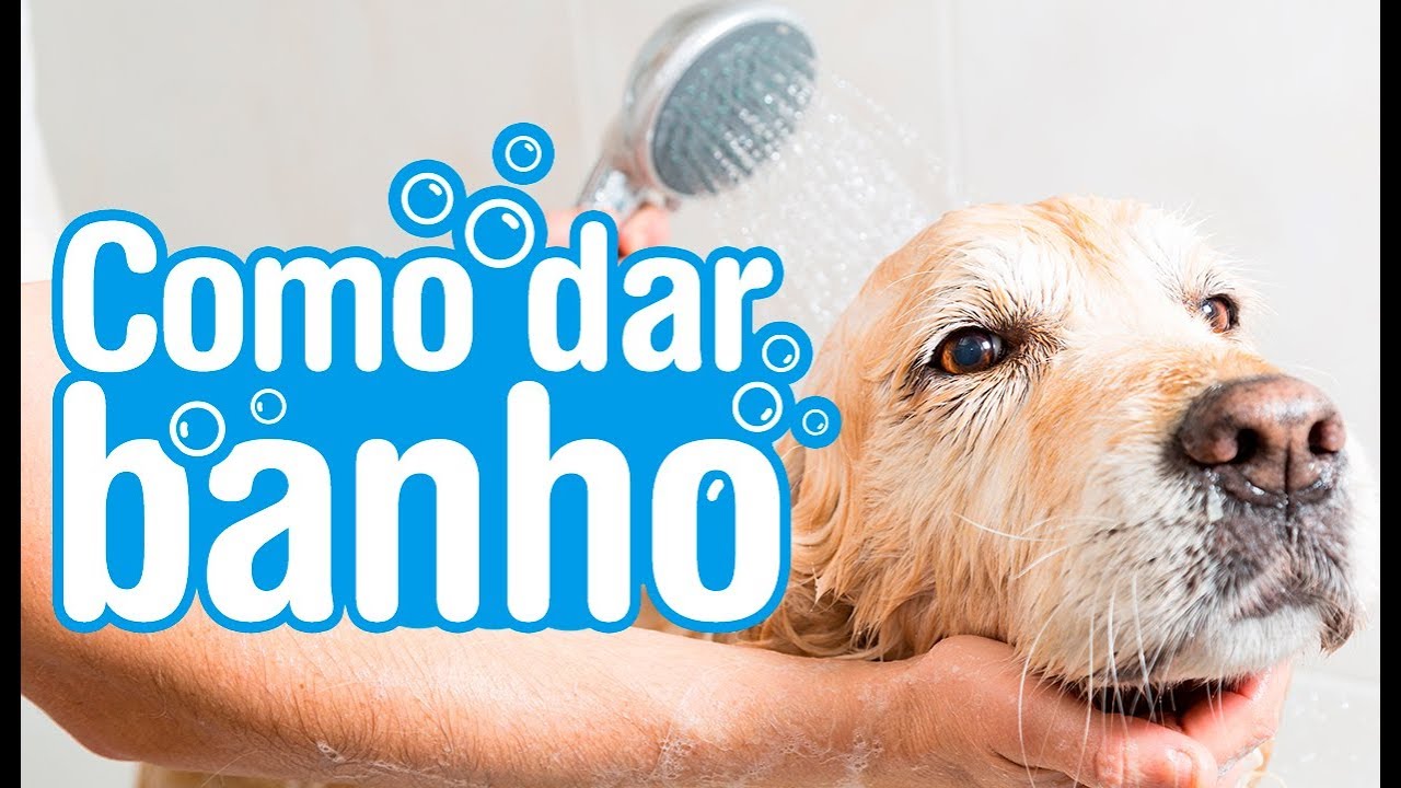 Como dar banho em cachorro em casa