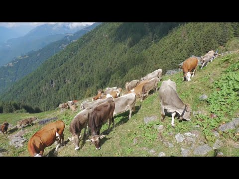 Transhumance of Vignone