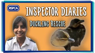 Inspector Diaries - Herchy rescues two ducklings!