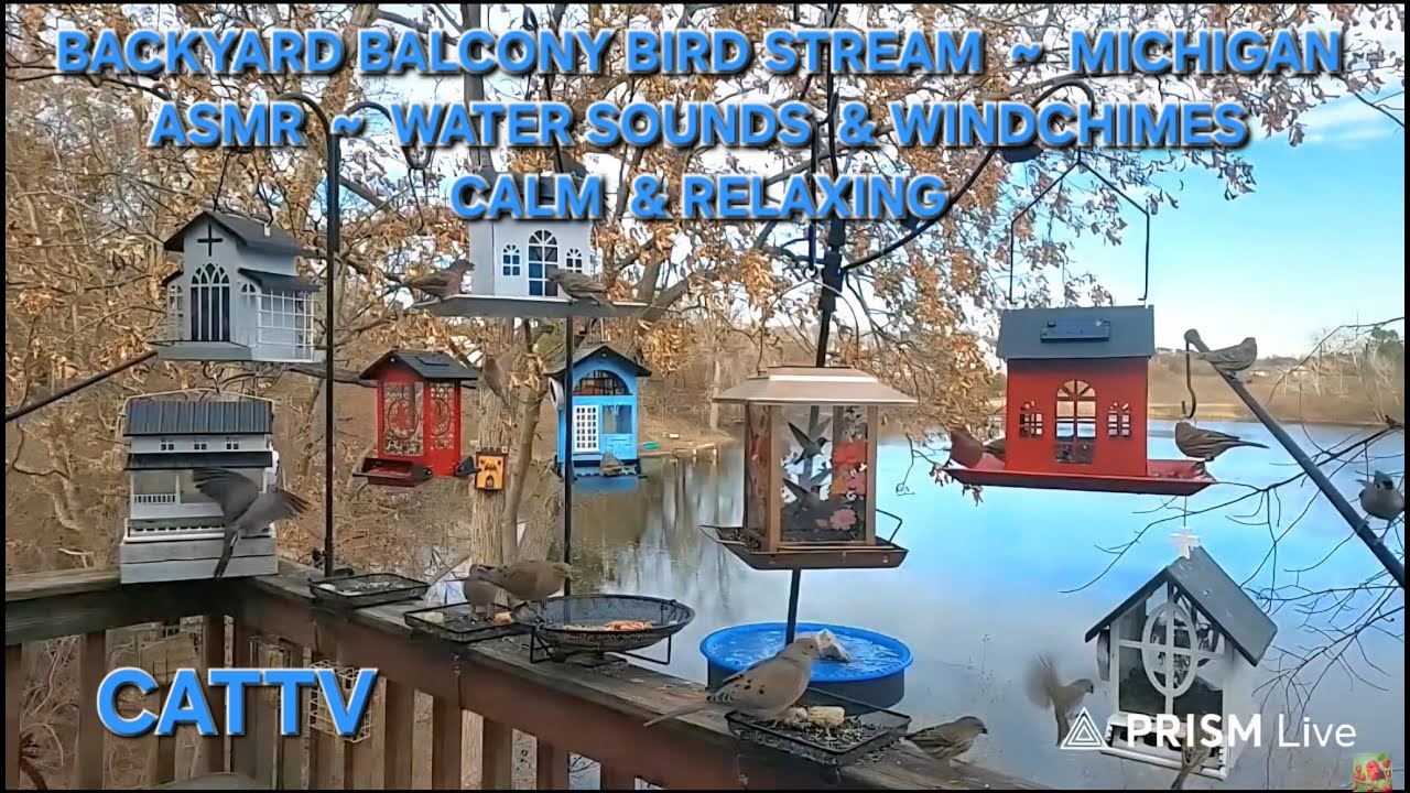 112425AM  BIRDS, LAKE VIEW, ASMR WATER SOUNDS & WINDCHIMES #RELAXING  #CALM #PEACEFUL #CATTV #ASMR