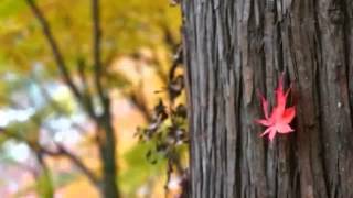Van Morrison Purple Heather