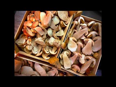 #12 - Die Herbstzeitlosen