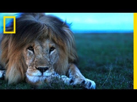 image-How do lions usually die?
