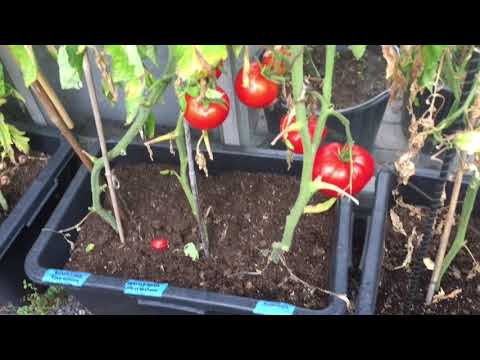 Våra tomater 2018 del 3 av 4