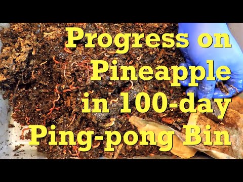 The "ping-pong" red wiggler worm bin at day 100 - vermicompost