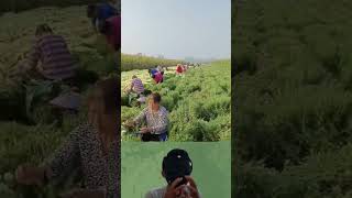 Download lagu Jenis Bunga Aster mp3 Download lagu Jenis Bunga Aster mp3