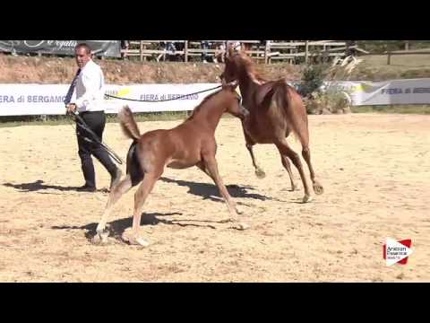 N.91 HDONNA VERONICA AF - Bergamo 2015 - Futurity Females (Class 12)
